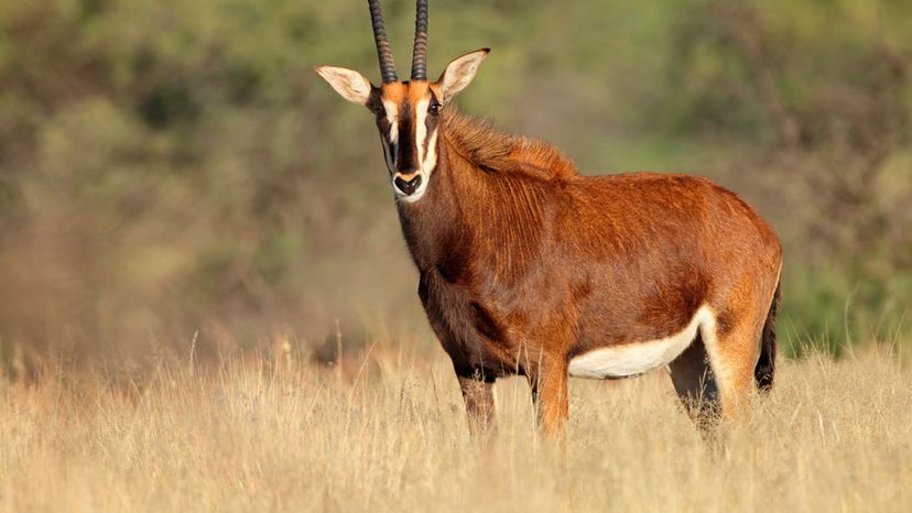 Sable Antelope