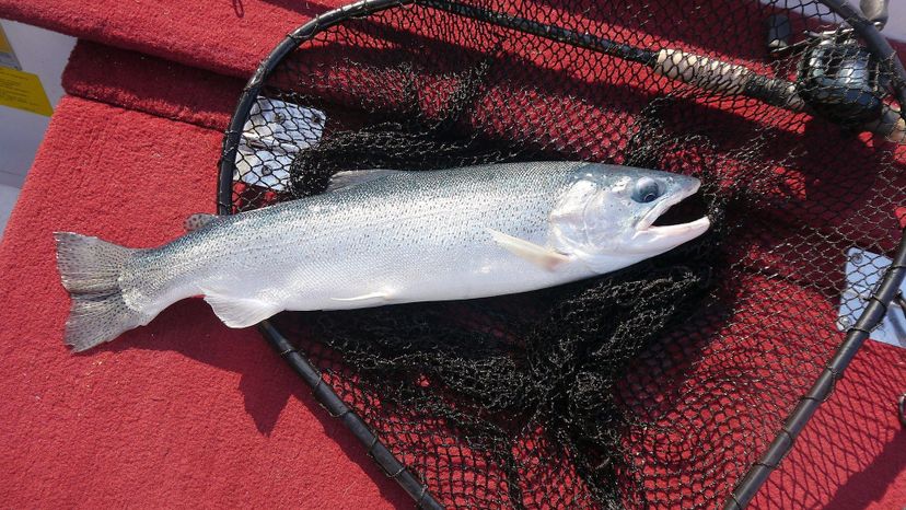 Beardslee Trout