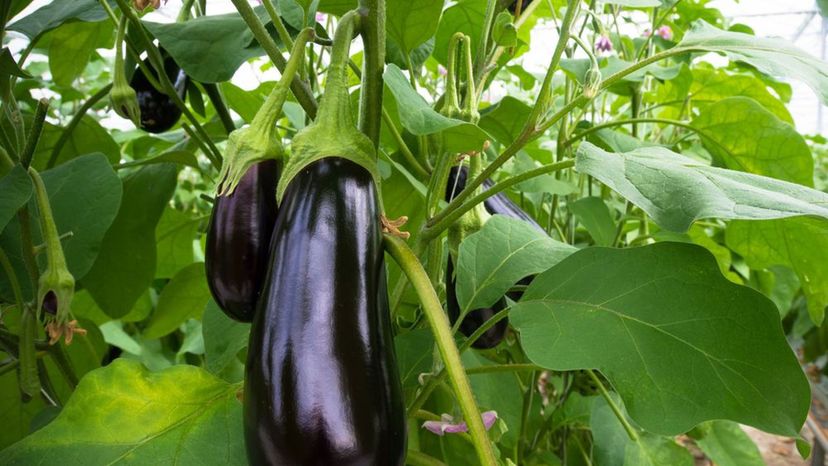 Eggplant