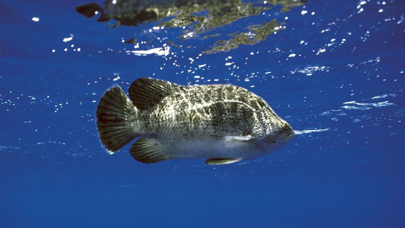 Tripletail