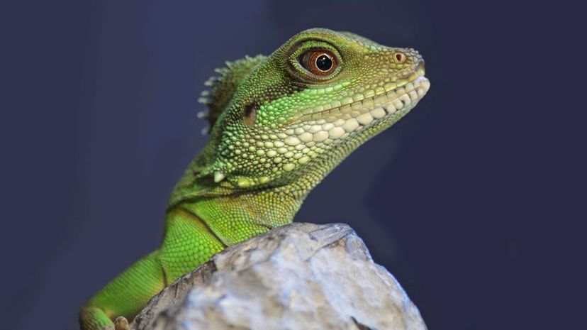 Can You Identify All of These Cold-Blooded Animals? | HowStuffWorks