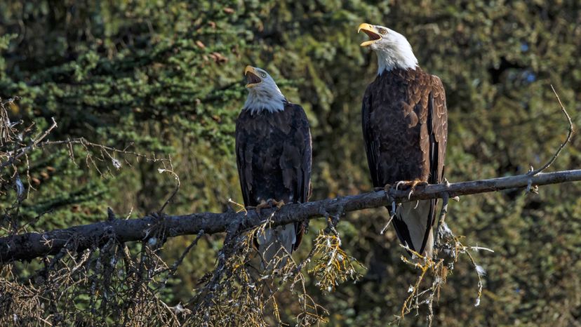 Bald Eagles