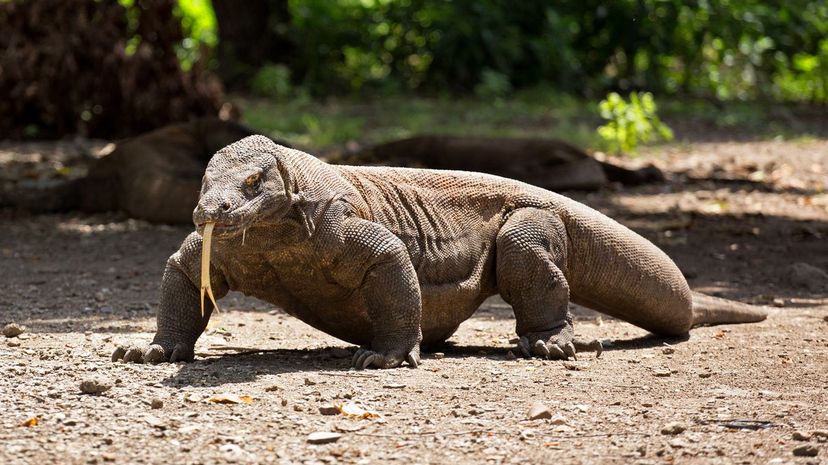 Komodo dragon