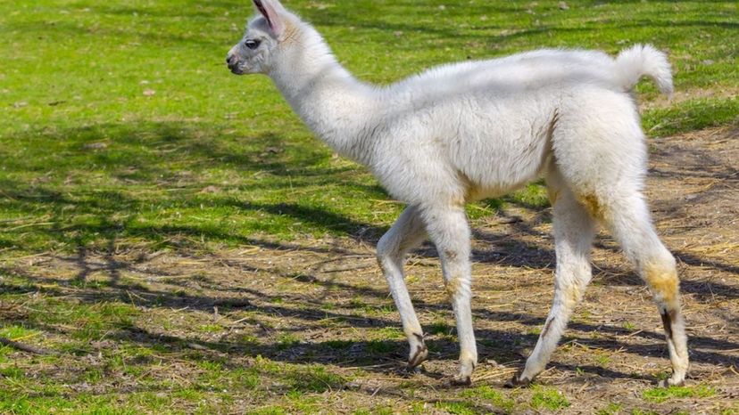 Cria (Llama)