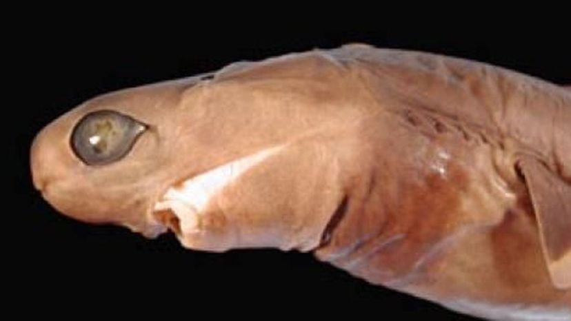 Cookiecutter Shark