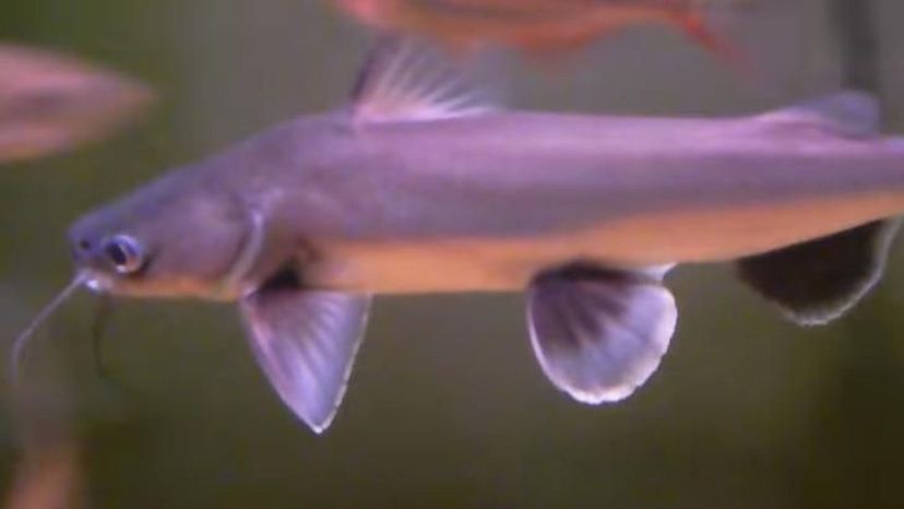 Silver catfish