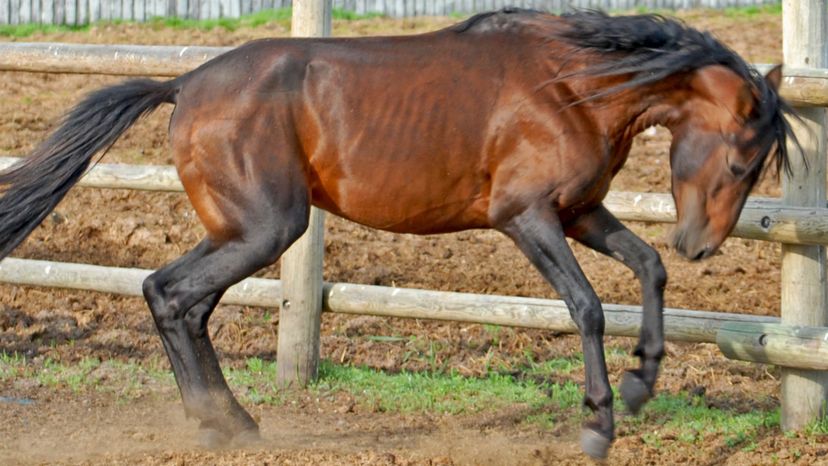 Caspian Horse