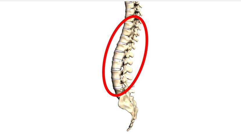 lumbar vertebrae