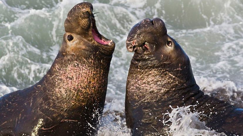 Northern Elephant Seals