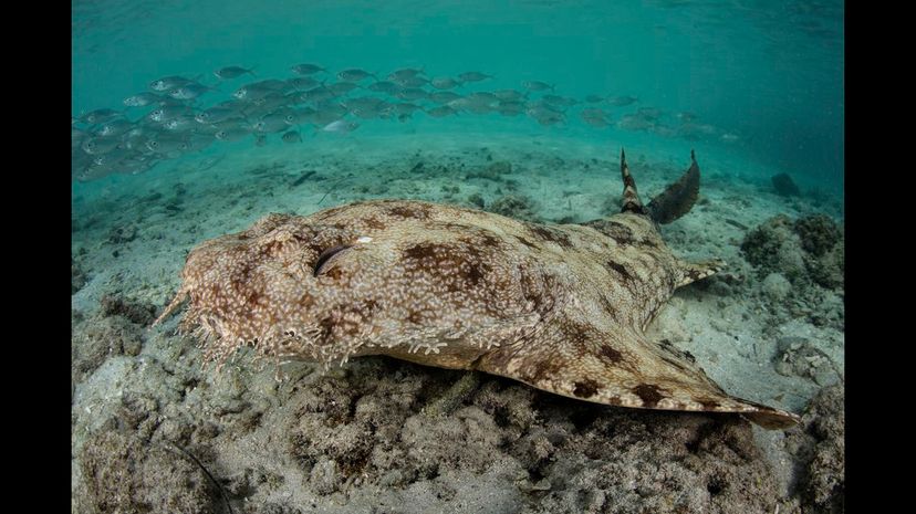 Tasseled wobbegong