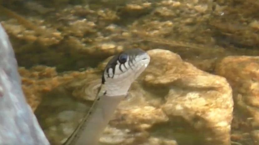 Garter Snake swim