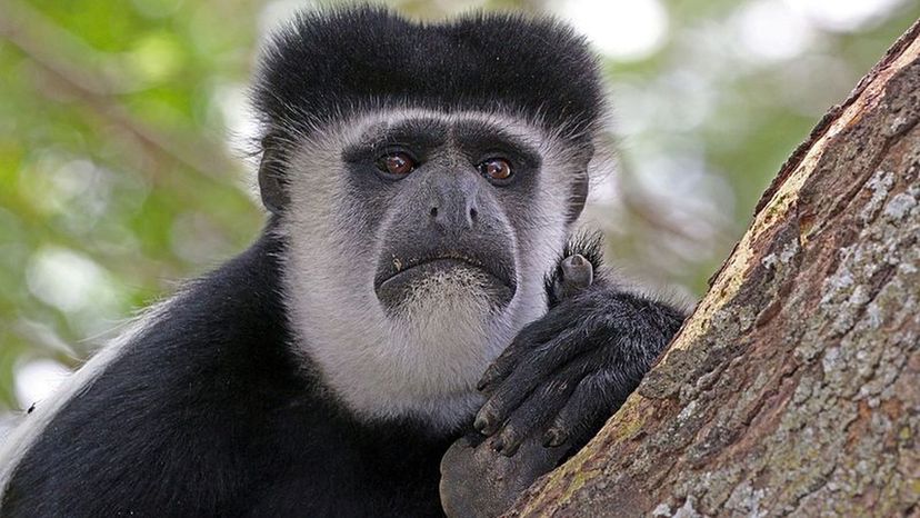 Black and White Colobus