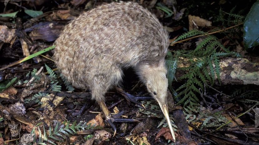 The Kiwi bird