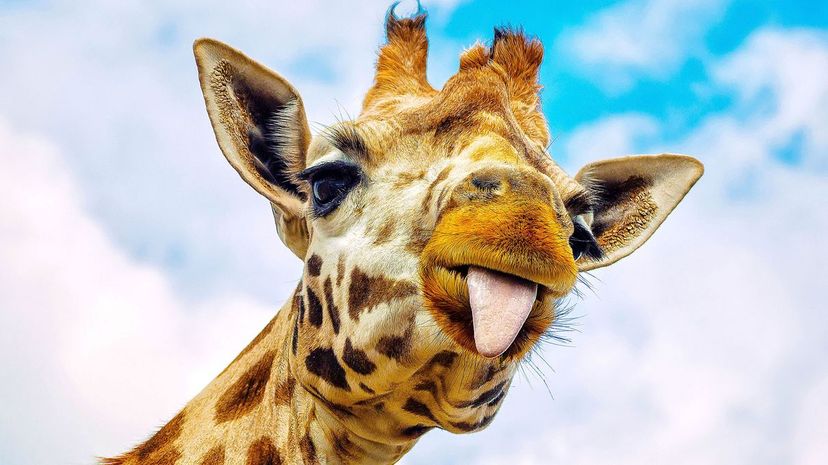 Can You Guess the Animal From a Pun?