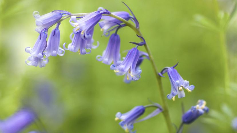 27 bluebell GettyImages-962243218