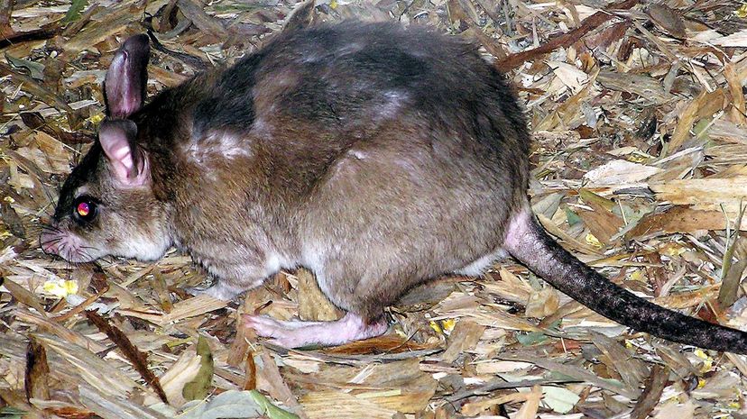 White tailed mouse