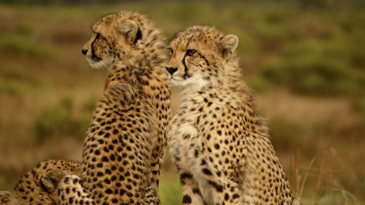 What Big Cat Am I? HowStuffWorks