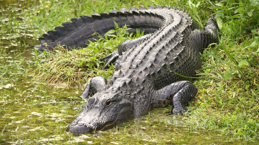 Alligator