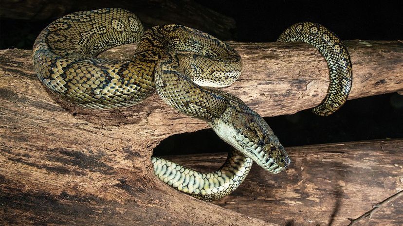 Coastal carpet python