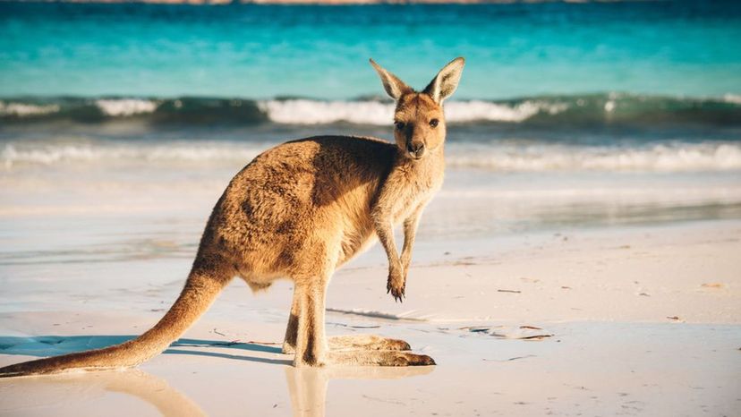 Can You Identify these Australian Animals From a Description?