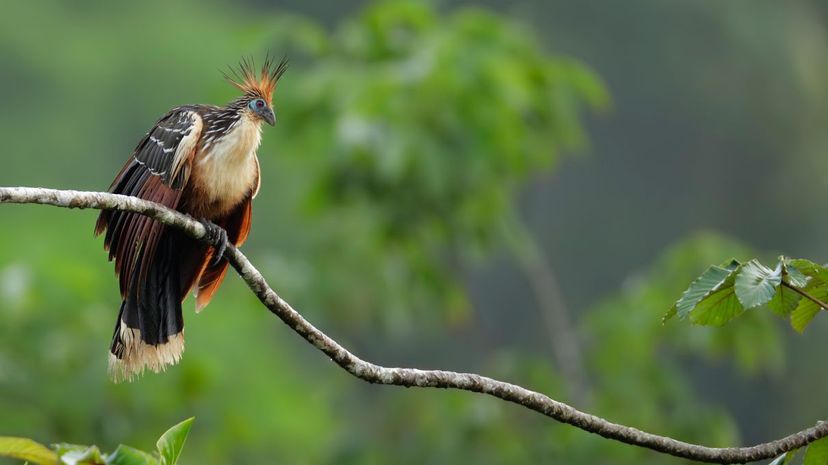 Hoatzin