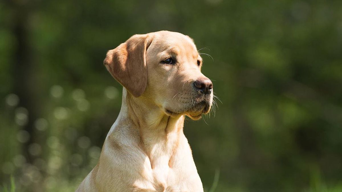 Which Hogwarts House Should Your Dog Be In? HowStuffWorks