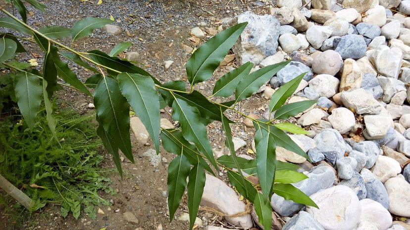 Narrowleaf Cottonwood