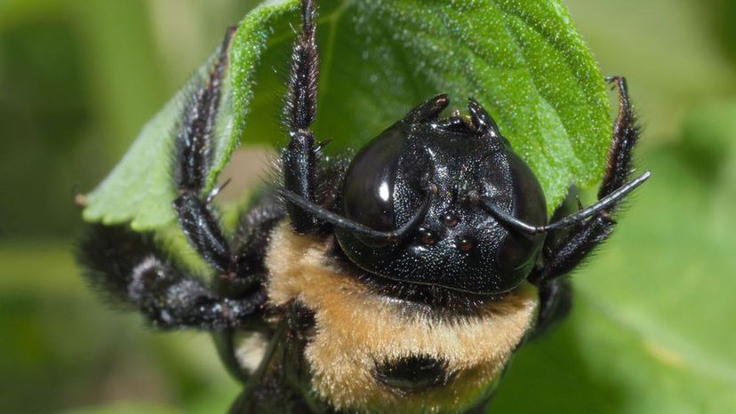 American Bumblebee