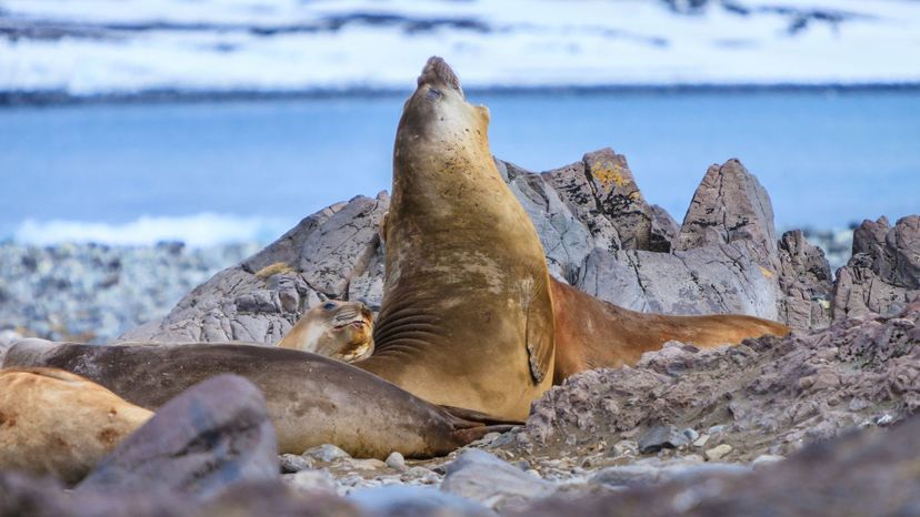 Southern elephant seal