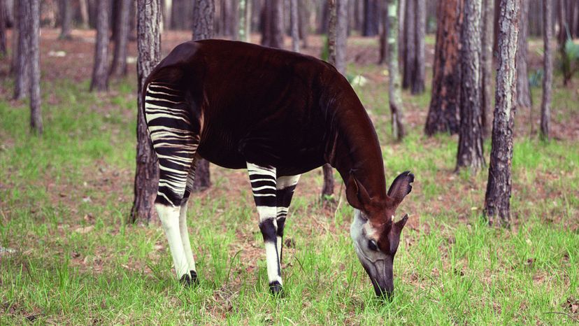 Okapi