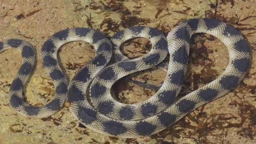 Este quiz de identificação de cobras venenosas é realmente difícil