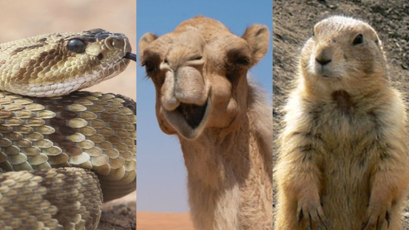 Which Determined Desert Animal Are you HowStuffWorks