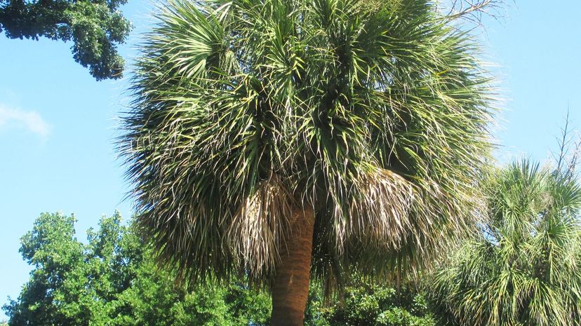 Sabal palm