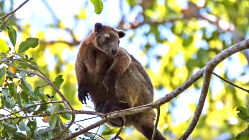 Tree Kangaroo