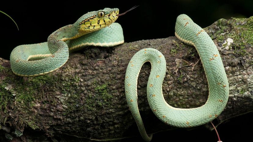 39 two-striped forest pitviper