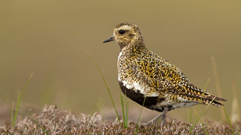 Golden Plover