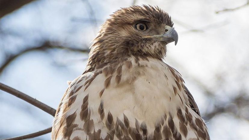 Red-tailed hawk