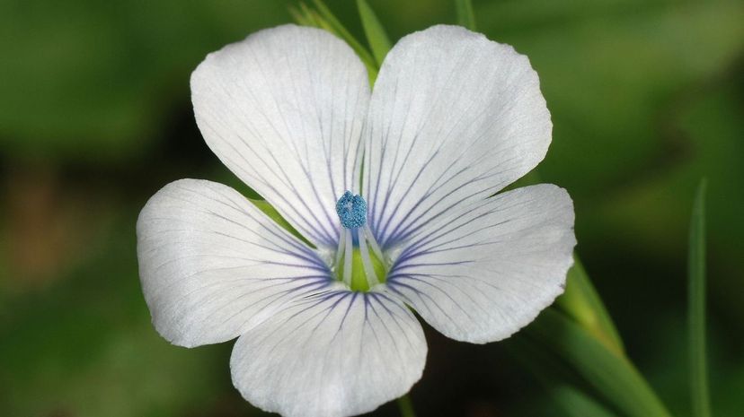 Pale Flax