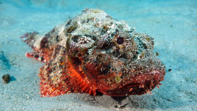 Stonefish