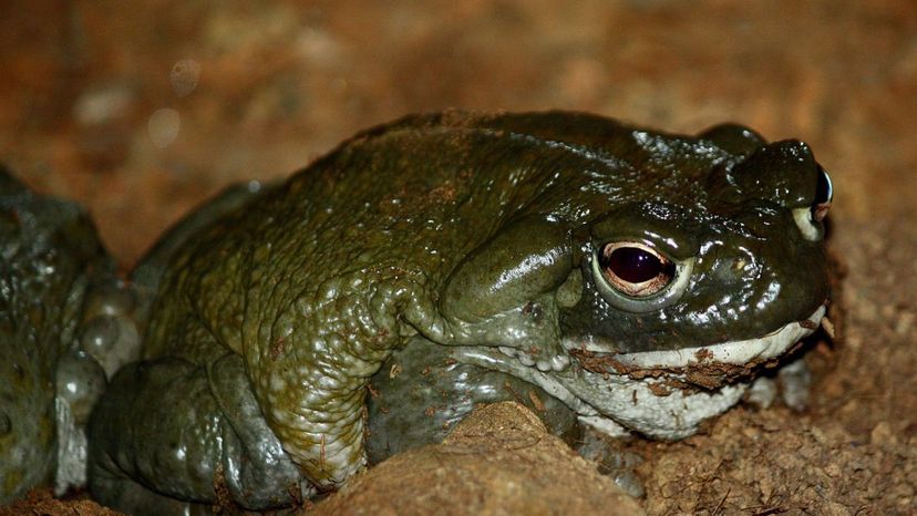 Sonoran Desert Toad