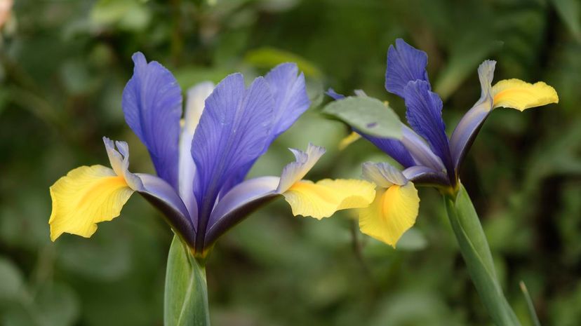 Dutch iris