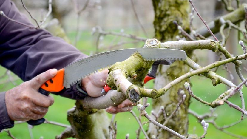 Pruning Saw