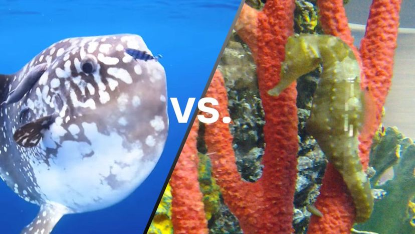 Sunfish vs Seahorse