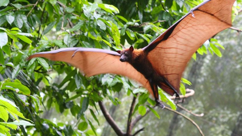 Flying Fox