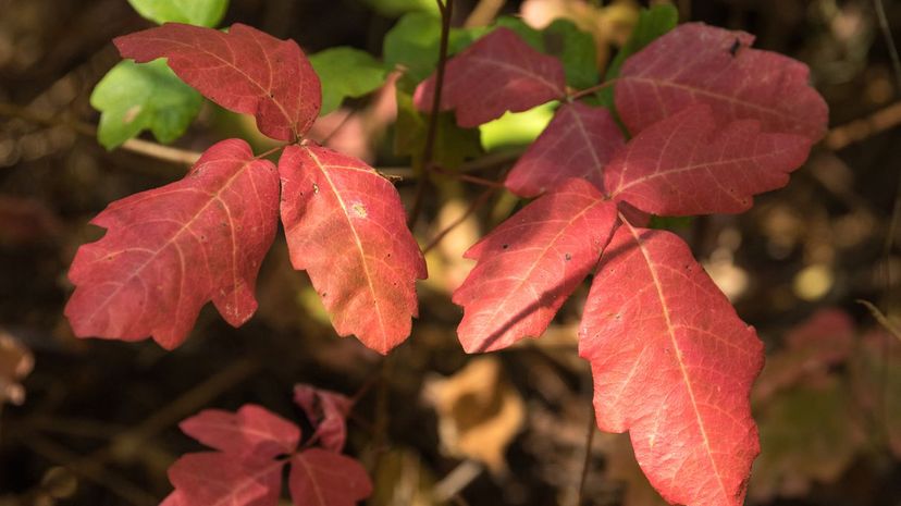 Poison oak