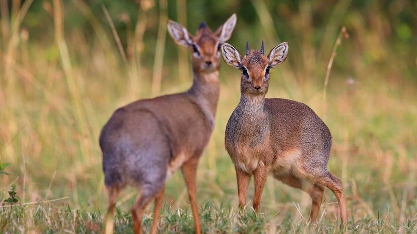 Dik-Dik