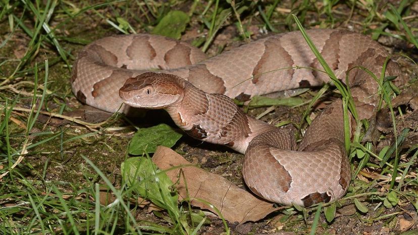 Copperhead Snake