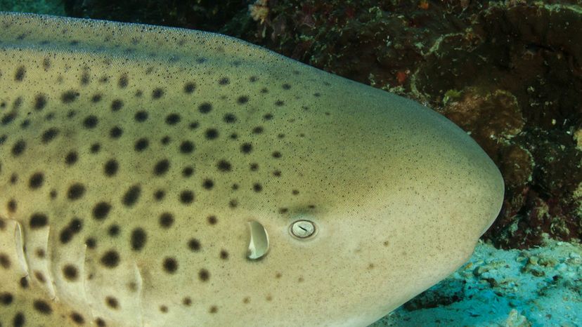 Leopard Shark