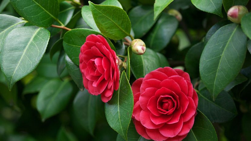 Camellia