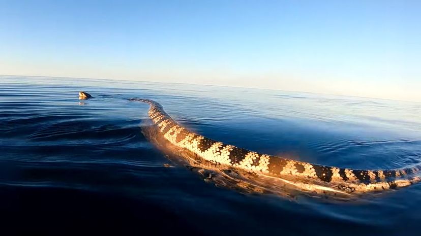 Dubois' Sea Snake
